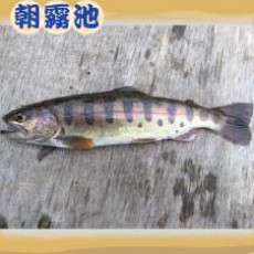 魚種：山女魚 サイズ： 20～26cm