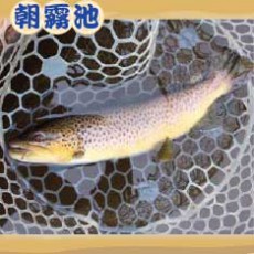 魚種：ブラウン サイズ： 35〜60cm