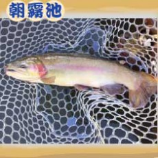 魚種：ホウライマス サイズ： 30〜65cm