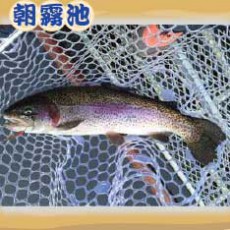 魚種：ニジマス サイズ： 25〜65cm